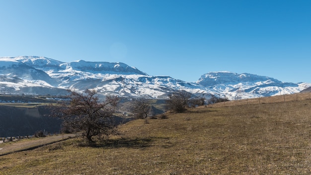 Albero con foglie cadute ai piedi delle colline