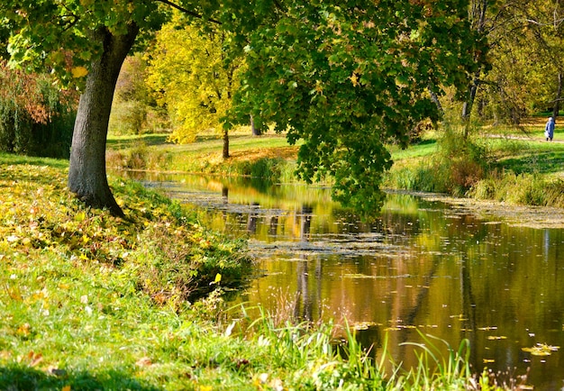 Albero con foglie verdi che crescono vicino al lago sopra l'acqua autunno