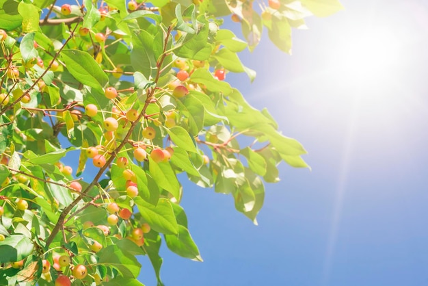 Albero con foglie verdi e frutti su uno sfondo di cielo blu alla luce del sole