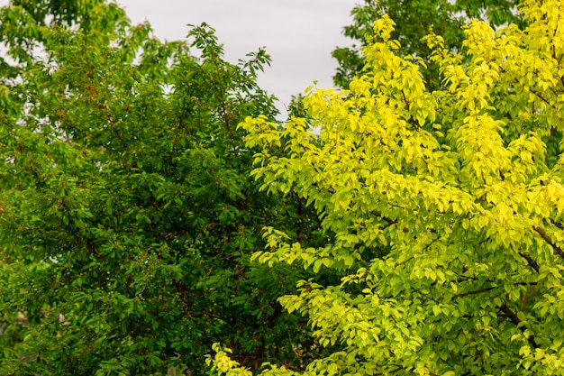 Albero con foglie verdi e giallo nel giardino