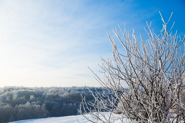 Albero con i rami nevosi su fondo del campo bianco di inverno e