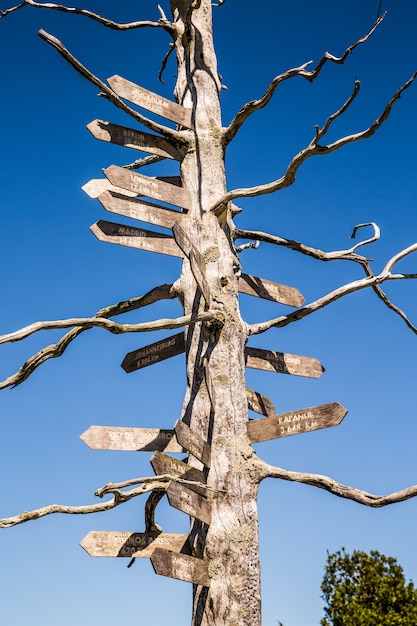 albero con indicazioni stradali