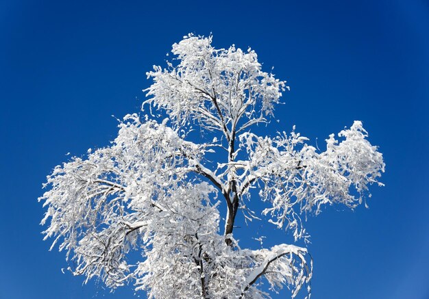 albero con la neve