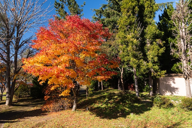 Albero con le foglie dorate in autunno.