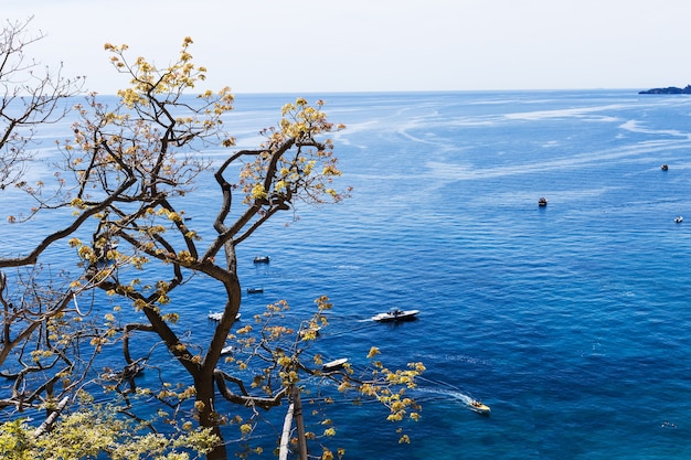 Albero con le prime foglie primaverili contro il mare blu e barche a motore che lo sezionano