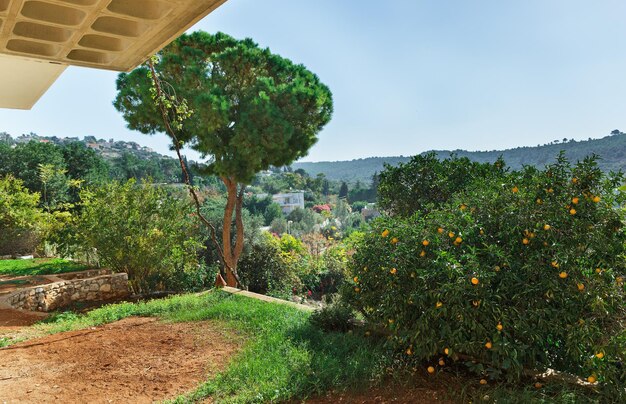 Albero con mandarini sullo sfondo del paesaggio