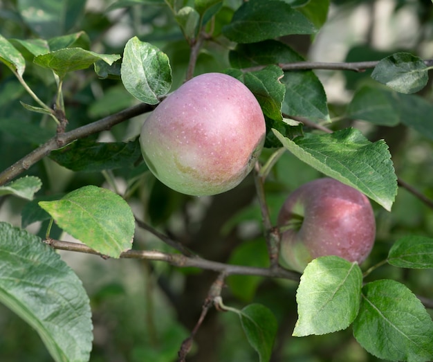 Albero con mele nel frutteto