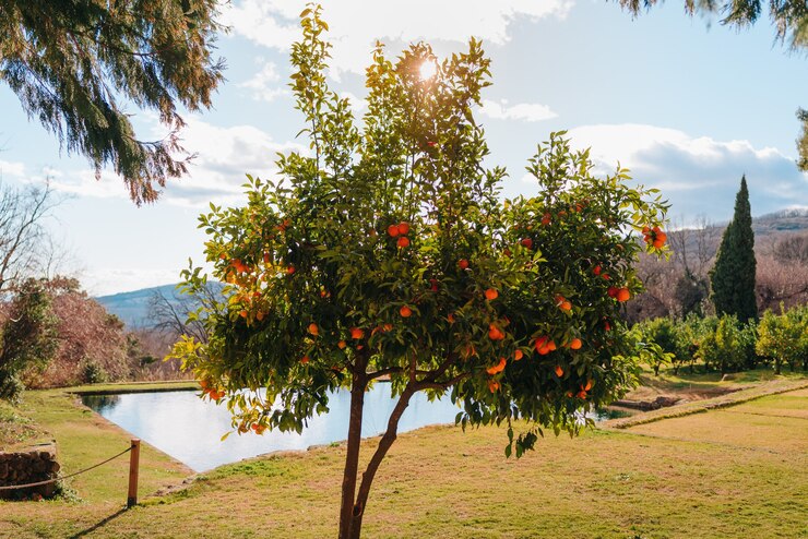 Foto albero con molte arance in un cielo azzurro