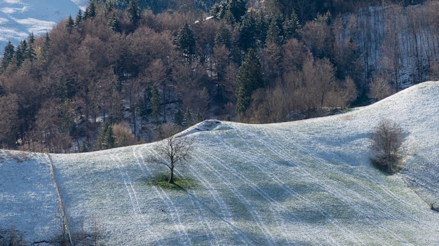 Albero con prato nevoso