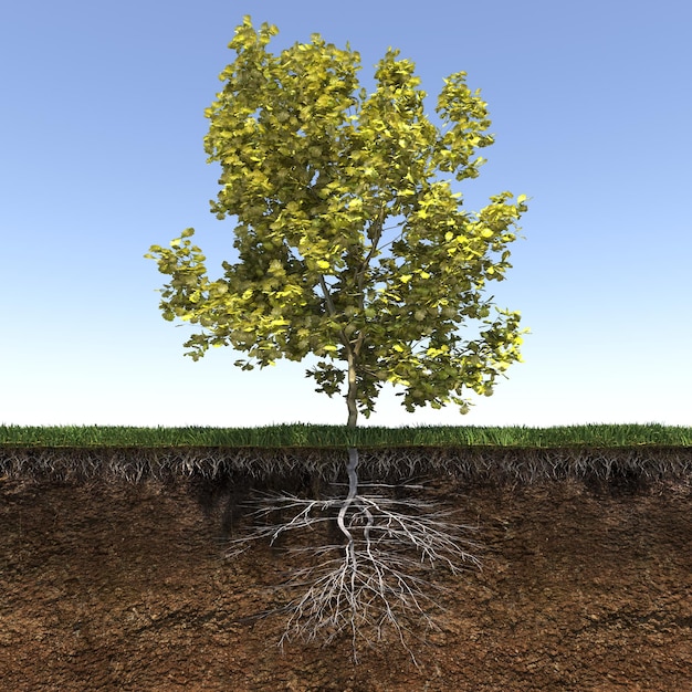 albero con radici forti e profonde, rendering 3d