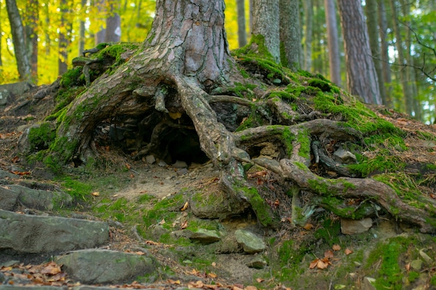 Albero con radici fuori terra. Grandi radici