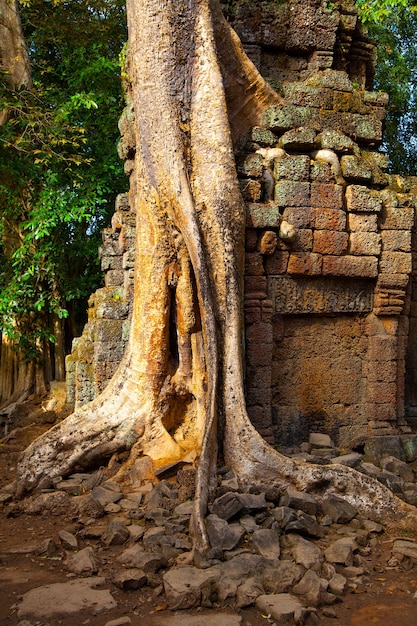 Albero con radici sulle antiche rovine Angkor, Cambogia