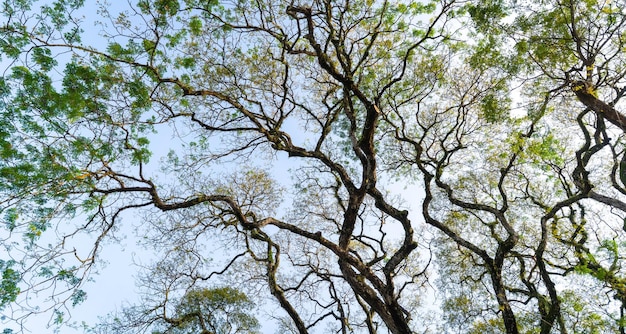 Albero con rami e foglie