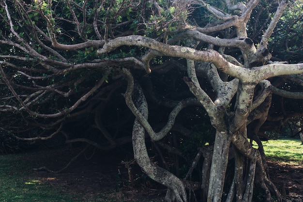 Albero con rami fitti intrecciati