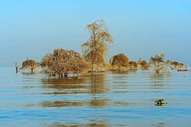 Albero con uccelli sul lago Naivasha in Kenya