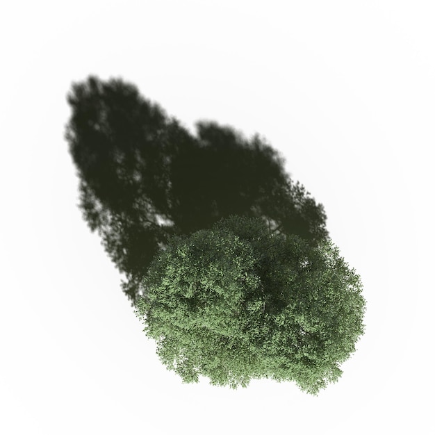 albero con un'ombra sotto di esso, vista dall'alto, isolato su sfondo bianco, illustrazione 3D, rendering cg