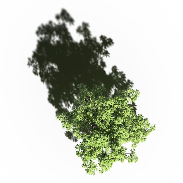 albero con un'ombra sotto di esso, vista dall'alto, isolato su sfondo bianco, illustrazione 3D, rendering cg