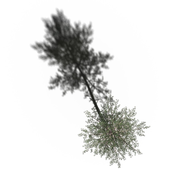 albero con un'ombra sotto di esso, vista dall'alto, isolato su sfondo bianco, illustrazione 3D, rendering cg