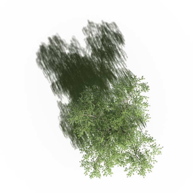 albero con un'ombra sotto di esso, vista dall'alto, isolato su sfondo bianco, illustrazione 3D, rendering cg