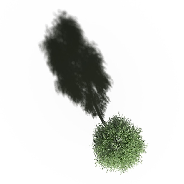 albero con un'ombra sotto di esso, vista dall'alto, isolato su sfondo bianco, illustrazione 3D, rendering cg