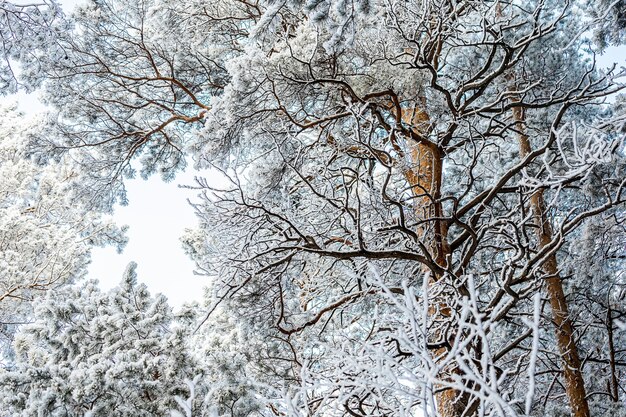 Albero congelato sul cielo bianco di inverno. Giornata gelida, calma scena invernale. Ottima vista del deserto.