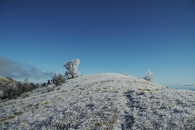 Albero congelato sulla collina innevata