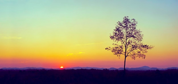 Albero contro il cielo durante il tramonto