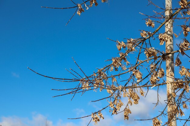 Albero contro il cielo nuvoloso blu