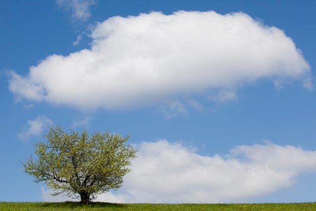 Albero contro il cielo