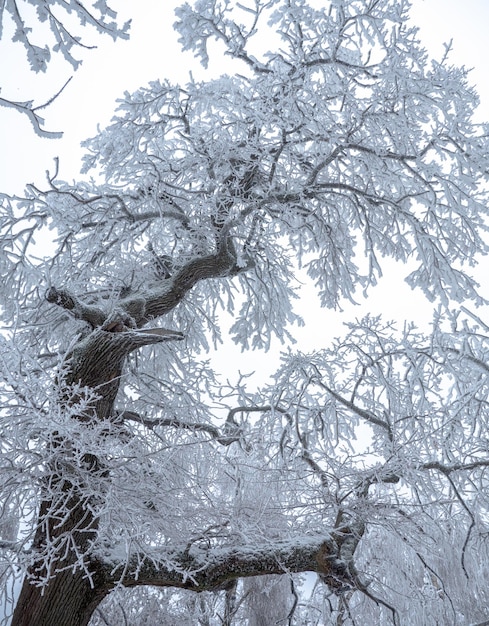 albero coperto di brina coperto di neve