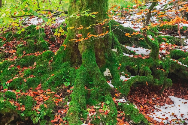 Albero coperto di muschio nella foresta autunnale