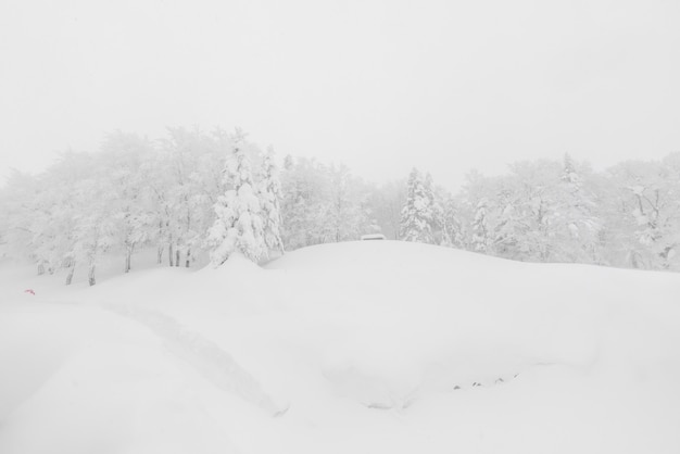 Albero coperto di neve in giornata invernale tempesta nelle montagne della foresta