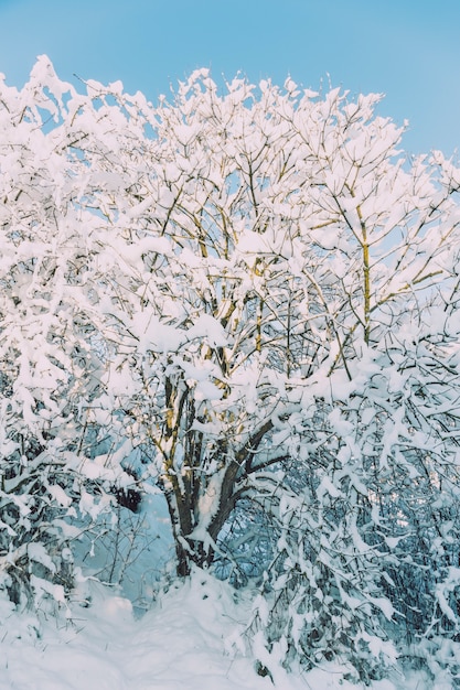 Albero coperto di neve