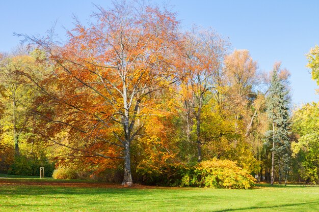 Albero d'autunno con foglie d'oro e cielo blu in una giornata di sole