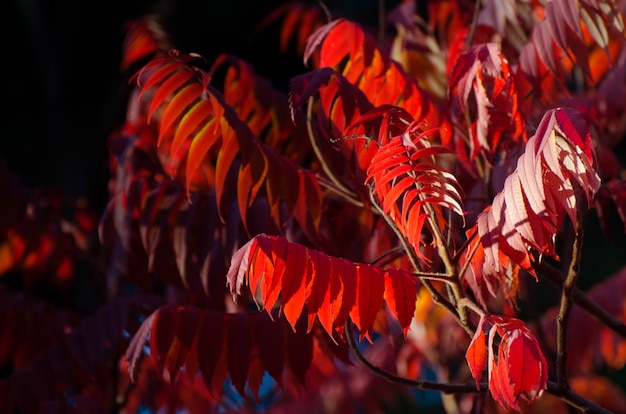 Albero d&#39;autunno con grandi foglie luminose.