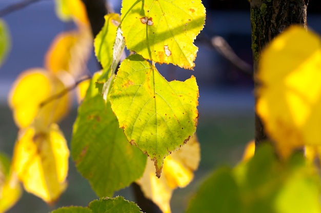 Albero d'autunno