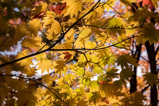 Albero d'autunno