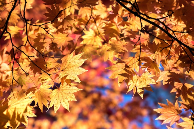 Albero d'autunno