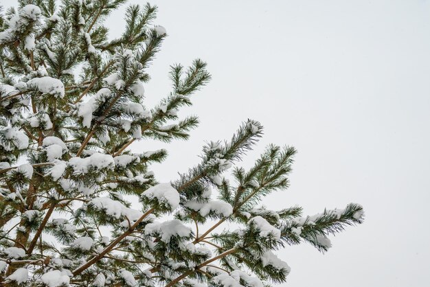 Albero d'inverno coperto di neve come sfondo Primo piano