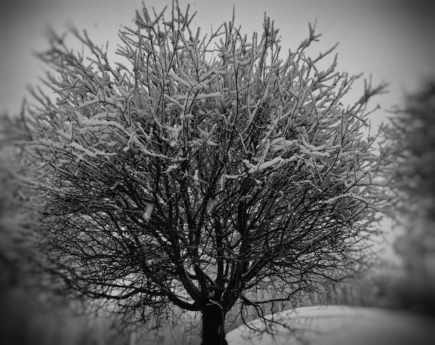 Albero d'inverno in bianco e nero