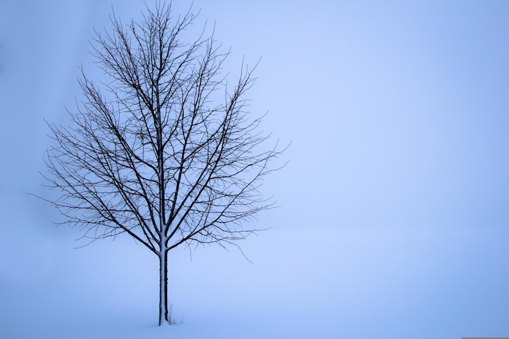 Foto albero d'inverno solitario