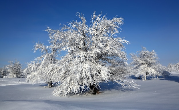 albero d'inverno