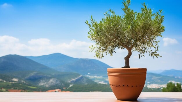 Albero d'oliva in pentola di terracotta su una terrazza bianca sotto un cielo blu limpido