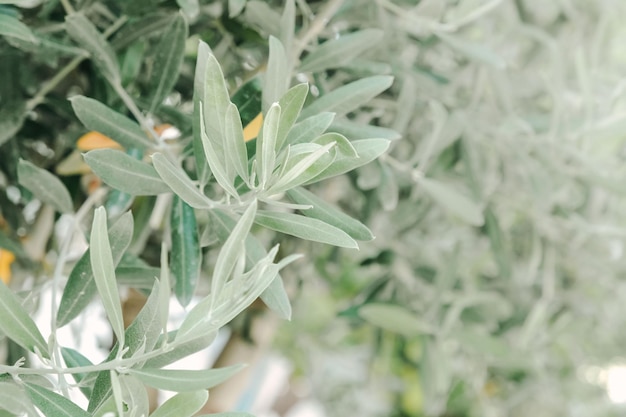 Albero d'olivo con foglie sfondo alimentare agricolo naturale