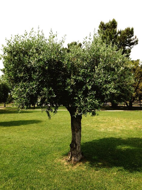Albero d'olivo nel parco