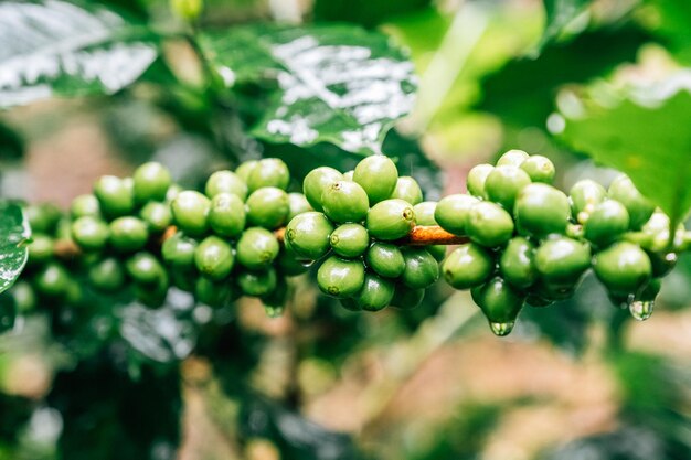 Albero da caffè con chicchi di caffè verdi sul ramo in Thailandia