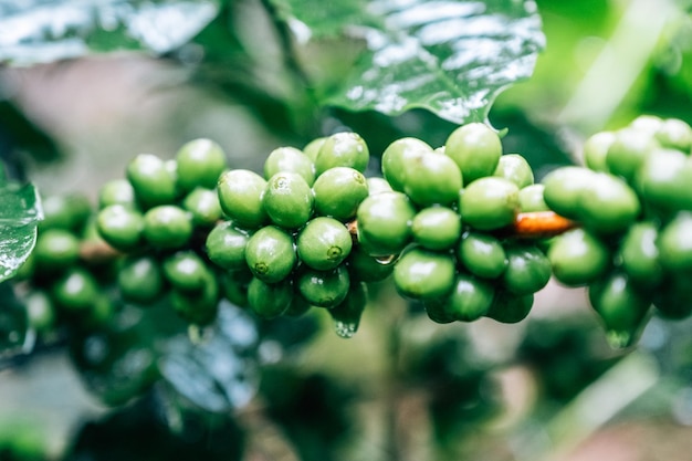 Albero da caffè con chicchi di caffè verdi sul ramo in Thailandia