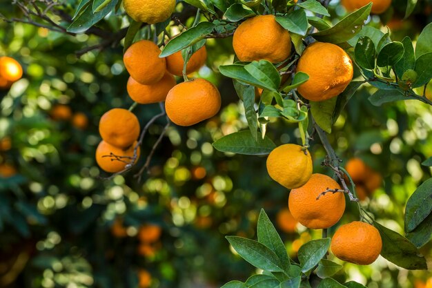 Albero da frutto con foglie verdi e mandarino, frutti di mandarino