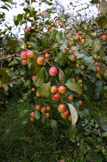 Albero da frutto con frutti acerbi di giuggiola rossa o mela kul boroi nel giardino