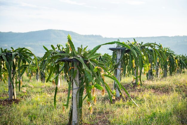 Albero da frutto del drago nell'agricoltura del giardino sulla montagna